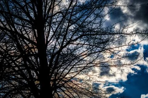 Cloud behind a tree Stock Photos