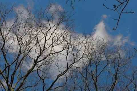 Cloud Behind Tree Stock-Fotos