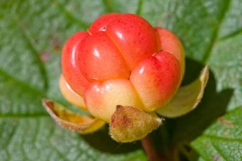 Cloud berries on a bog close up in summer Stock Photos