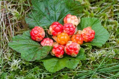 Cloud berries on a bog close up in summer Stock Photos