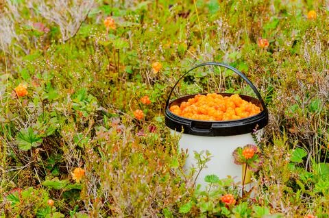 Cloud berries on a marsh in Norway with a full bucket Stock Photos
