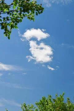 Cloud between green leaves of tree in summer Stock Photos