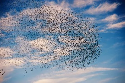 Cloud of birds Stock Photos