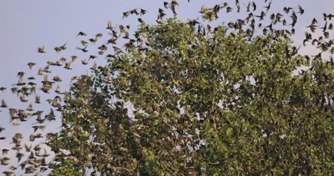 A cloud of birds takes to flight, 4K slomo Stock Footage 240572568