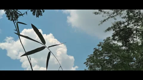 Cloud bread with blue sky framed by leaves Stock Footage 291524947