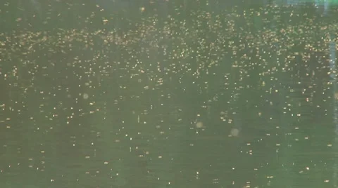 Cloud of Bugs over Water with Jumping Fish Stock Footage 8521936