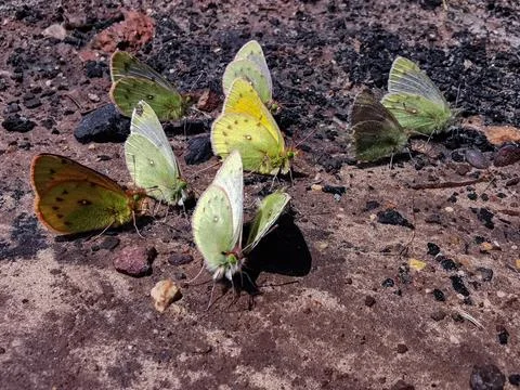 Cloud of butterflies perched on the ground under the sun's rays Stock Photos