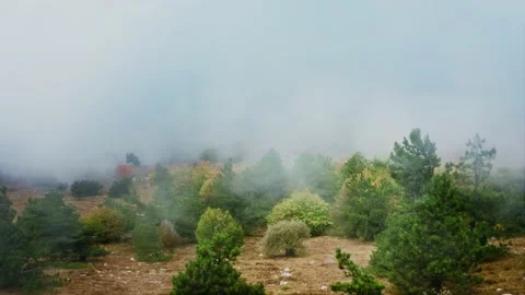 A cloud came right down on the ground, the pine trees shrouded in sprinkles Stock Footage 218403930