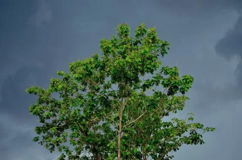 Cloud coming rian on the tree Stock Photos