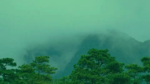 Cloud cover  pine tree forest have a mountain is a back ground  (Close up angle) Video stock 235932365