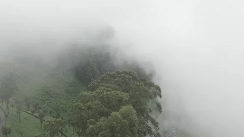 Cloud covered forest, tea plantions Sri Lanka Stock Footage 277585841