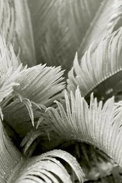 Cloud Dancer colored Beautiful background made with young fern leaves with de Stock Photos