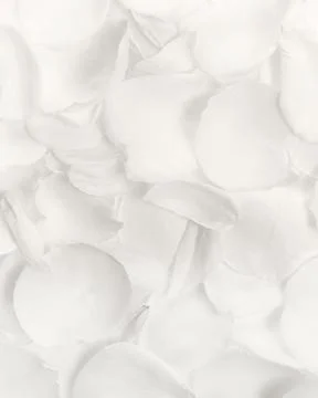 Cloud Dancer floral background, white rose petals vertical 4x5 format, soft airy Foto stock