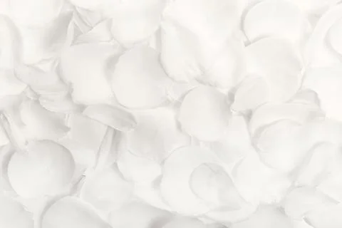 Cloud Dancer white rose petal texture background Stock Photos