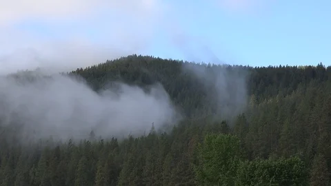 Cloud drifting over pine forest. 4K Stock Footage 90361430