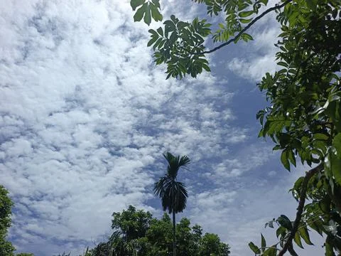Cloud Filled Sky Altocumulus Cloudscape Blue Sky With Clouds Tropical Sky S Stock Photos