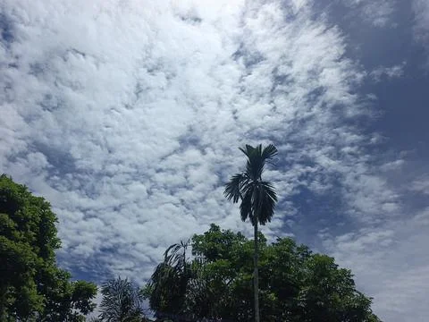 Cloud Filled Sky Altocumulus Cloudscape Blue Sky With Clouds Tropical Sky S Stock Photos