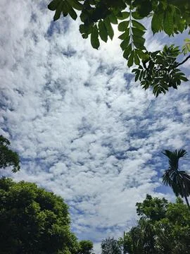 Cloud Filled Sky Altocumulus Cloudscape Blue Sky With Clouds Tropical Sky S Stock Photos