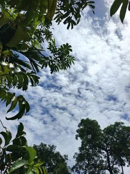 Cloud Filled Sky Altocumulus Cloudscape Blue Sky With Clouds Tropical Sky S Stock Photos
