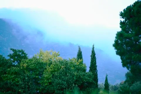 Cloud filled tree landscape Stock Photos