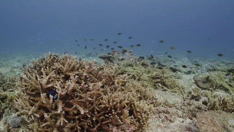 A cloud of fish hover over a stand of Staghorn coral in crystal clear water Stock Footage 295240880
