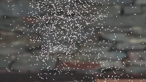 A cloud of flies in ambleside, UK. Stock Footage 240719932