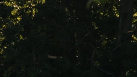 Cloud Of Flies And Midges In Sunlight Vídeos de archivo 92305807