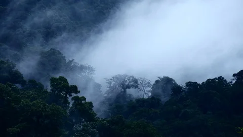 Cloud forest and fog Stock Footage 125580507