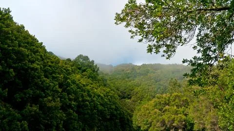 Cloud forest between El Pajarito and El Contadero 스톡 사진