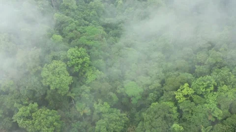 Cloud forest of Ecuador (Aerial drone footage) Stock Footage 312219119