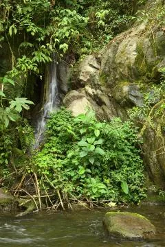 Cloud forest in ecuador Stock Photos