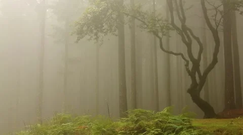 Cloud forest with fog and trees Stock Footage 56505749