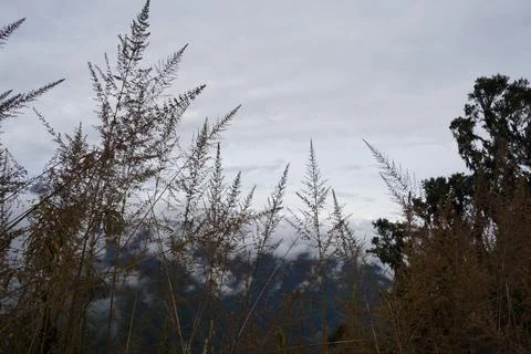 Cloud Forest, Inka Trail, Cusco, Peru Stock Photos