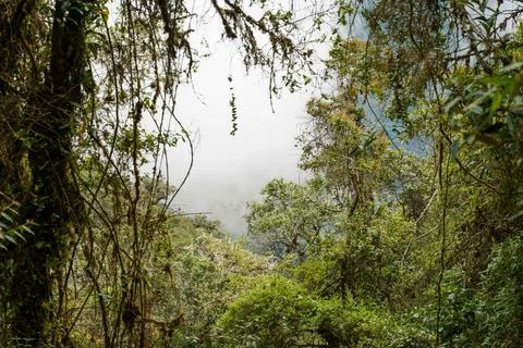 Cloud Forest, Inka Trail, Cusco, Peru Stock Photos