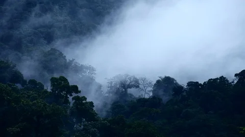 Cloud forest medium wide Stock Footage 126551177