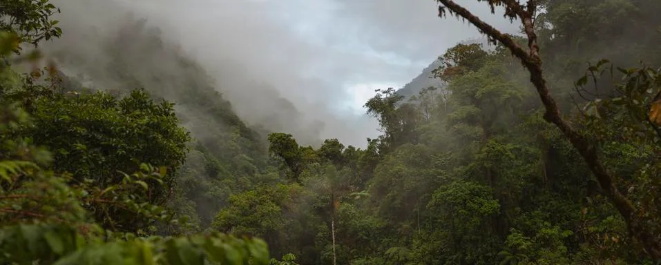 Cloud Forest in Peru, panoramic view Stock Photos