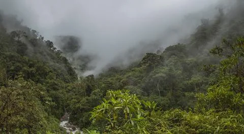 Cloud Forest in Peru, panoramic view. Stock Photos