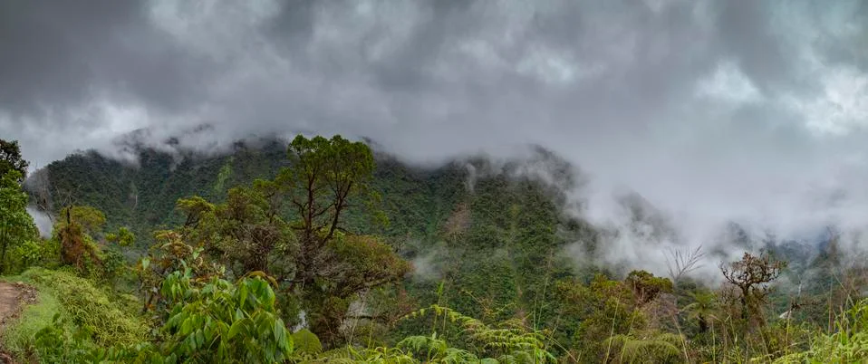 Cloud Forest in Peru, panoramic view. Stock Photos