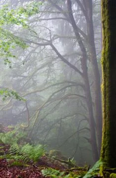 Cloud forest Foto stock