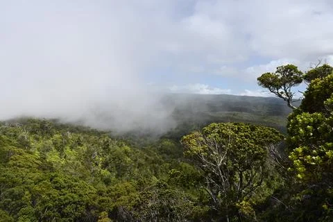 Cloud forest Foto stock