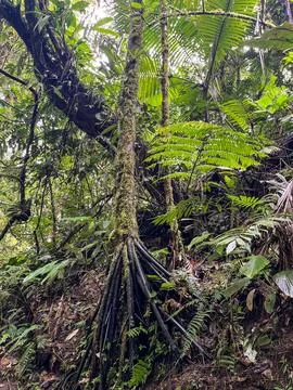 Cloud forest of Reserva Biologica Bosque Nuboso Monteverde, Costa Rica Stock Photos