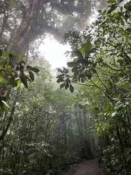 Cloud forest of Reserva Biologica Bosque Nuboso Monteverde, Costa Rica Stock Photos