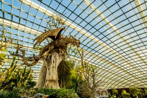 Cloud Forest in Singapore Stock Photos