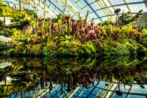 Cloud Forest in Singapore Stock Photos