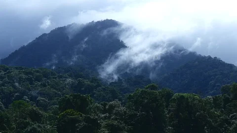 Cloud forest some sun Stock Footage 126551190