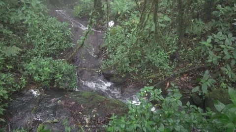 Cloud forest, Thailand Video stock 113219558