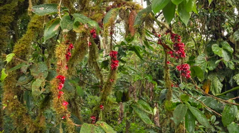 Cloud forest tree (family Ericaceae) in flower. Time-lapse. Stock Footage 65819620