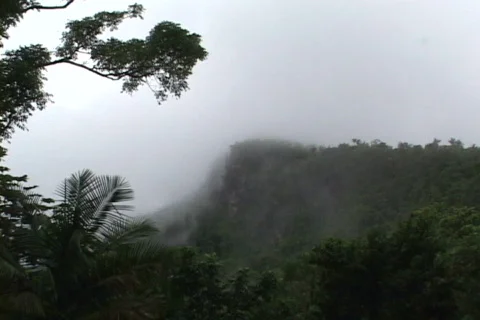 Cloud Forest-zoom Vídeos de archivo 817022