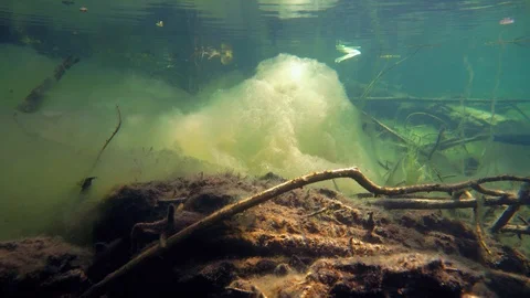 Cloud formation of algae underwater in lake shore water Stock Footage 121176100