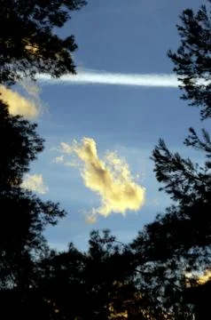 Cloud formations between the branches of the pines Stock-Fotos